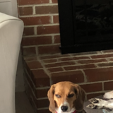 Entry image for Gracie