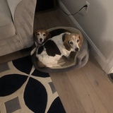 Entry image for Iris and Abby 