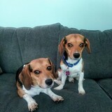 Entry image for Frankie & Luchie