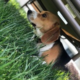 Entry image for Bella