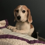Entry image for Tillie