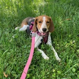 Entry image for Phoebe
