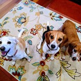 Entry image for Lollie, Nellie, Kermit