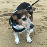 Entry image for Finn