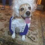 Entry image for Tony (Alexander Hamiltone)