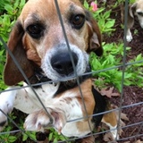 Entry image for Phoebe
