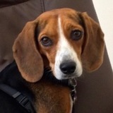 Entry image for Bella