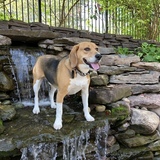 Entry image for Gus
