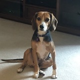 Entry image for Molly