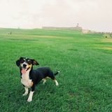 Entry image for Teddy (formerly Costello)