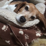Entry image for Olive