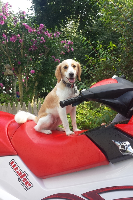 Entry image for Teddy. Clicking this image will show a larger photo