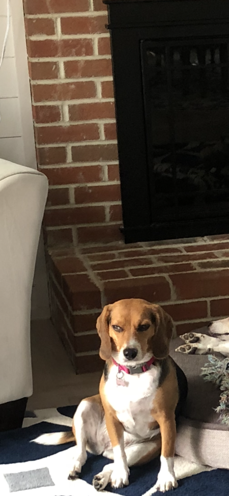 Entry image for Gracie. Clicking this image will show a larger photo