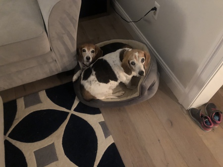 Entry image for Iris and Abby . Clicking this image will show a larger photo