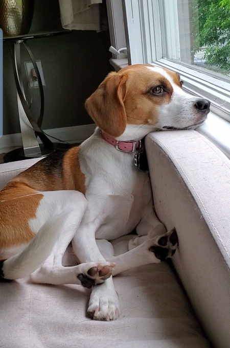 Entry image for Darla. Clicking this image will show a larger photo