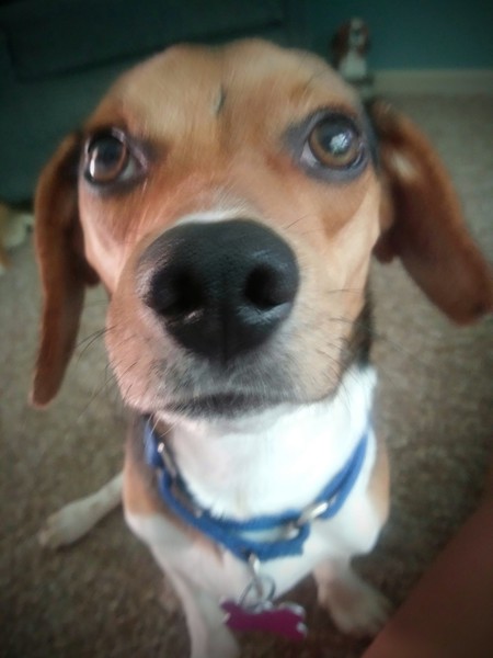 Entry image for Frankie. Clicking this image will show a larger photo
