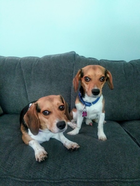 Entry image for Frankie & Luchie. Clicking this image will show a larger photo