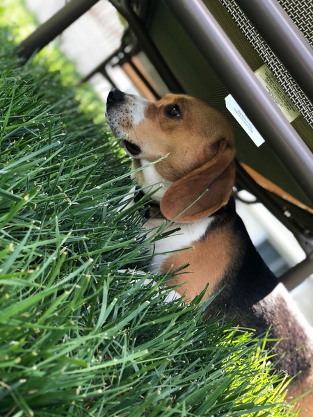 Entry image for Bella. Clicking this image will show a larger photo