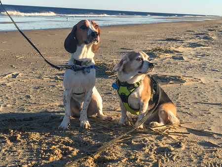 Entry image for Luther and Watson. Clicking this image will show a larger photo