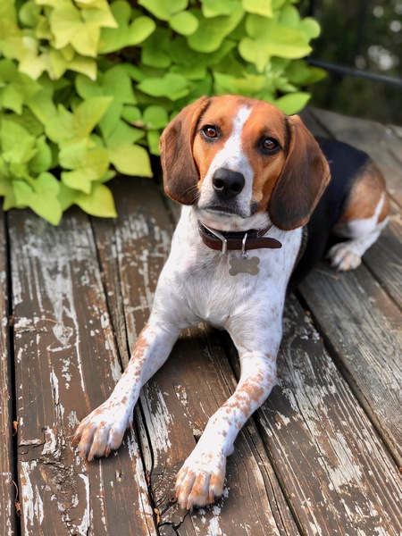 Entry image for Duke . Clicking this image will show a larger photo