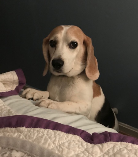Entry image for Tillie. Clicking this image will show a larger photo