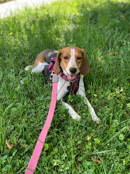 Entry image for Phoebe. Clicking this image will show a larger photo
