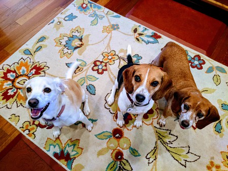 Entry image for Lollie, Nellie, Kermit. Clicking this image will show a larger photo