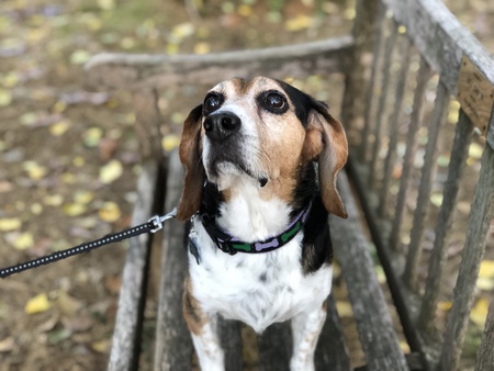 Entry image for Finn. Clicking this image will show a larger photo