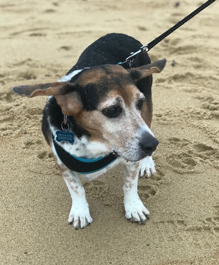 Entry image for Finn. Clicking this image will show a larger photo