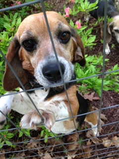 Entry image for Phoebe. Clicking this image will show a larger photo