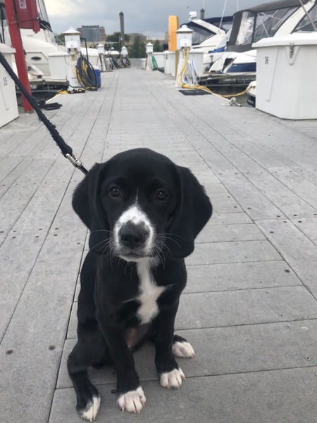 Entry image for Sadie . Clicking this image will show a larger photo