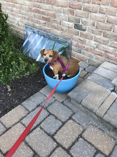 Entry image for Daisy . Clicking this image will show a larger photo