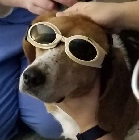 Entry image for BUDDY (BREW name Ali) . Clicking this image will show a larger photo