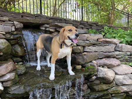 Entry image for Gus. Clicking this image will show a larger photo