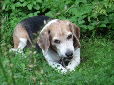Entry image for Sullivan. Clicking this image will show a larger photo