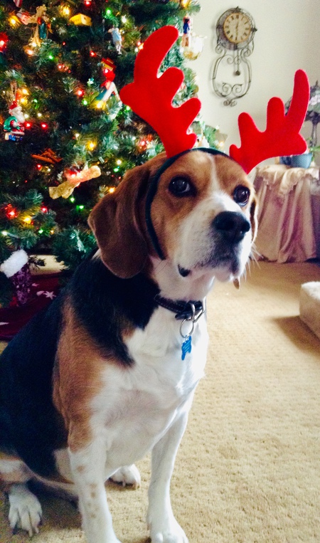 Entry image for Duke. Clicking this image will show a larger photo