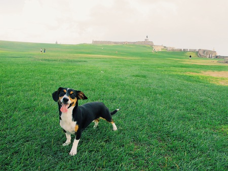 Entry image for Teddy (formerly Costello). Clicking this image will show a larger photo