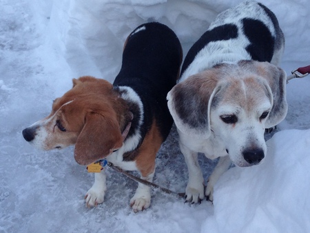 Entry image for Pippa & Cary. Clicking this image will show a larger photo