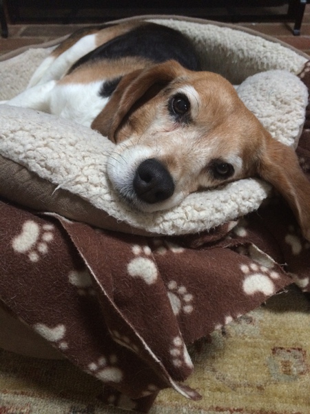 Entry image for Olive. Clicking this image will show a larger photo