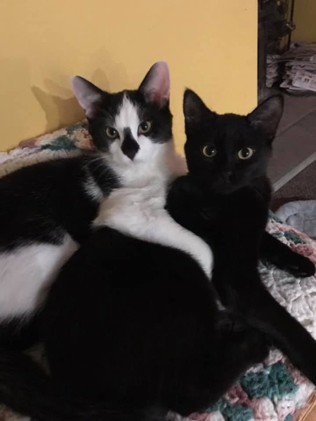 Oreo & Maxi