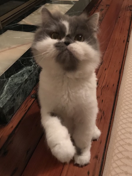 Beau ( Rescue persian)