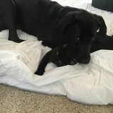 Entry image for Khaleesi and Mycroft