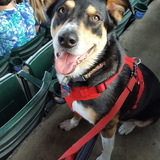 Entry image for Zeppelin 