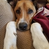 Entry image for Huckleberry 