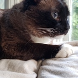 Entry image for Lulu