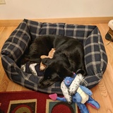 Entry image for Augie