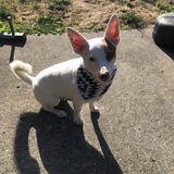 Entry image for Niko