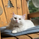 Entry image for Jane Snow