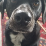 Entry image for Riley