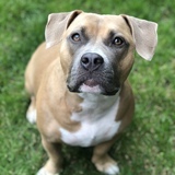 Entry image for Hazel